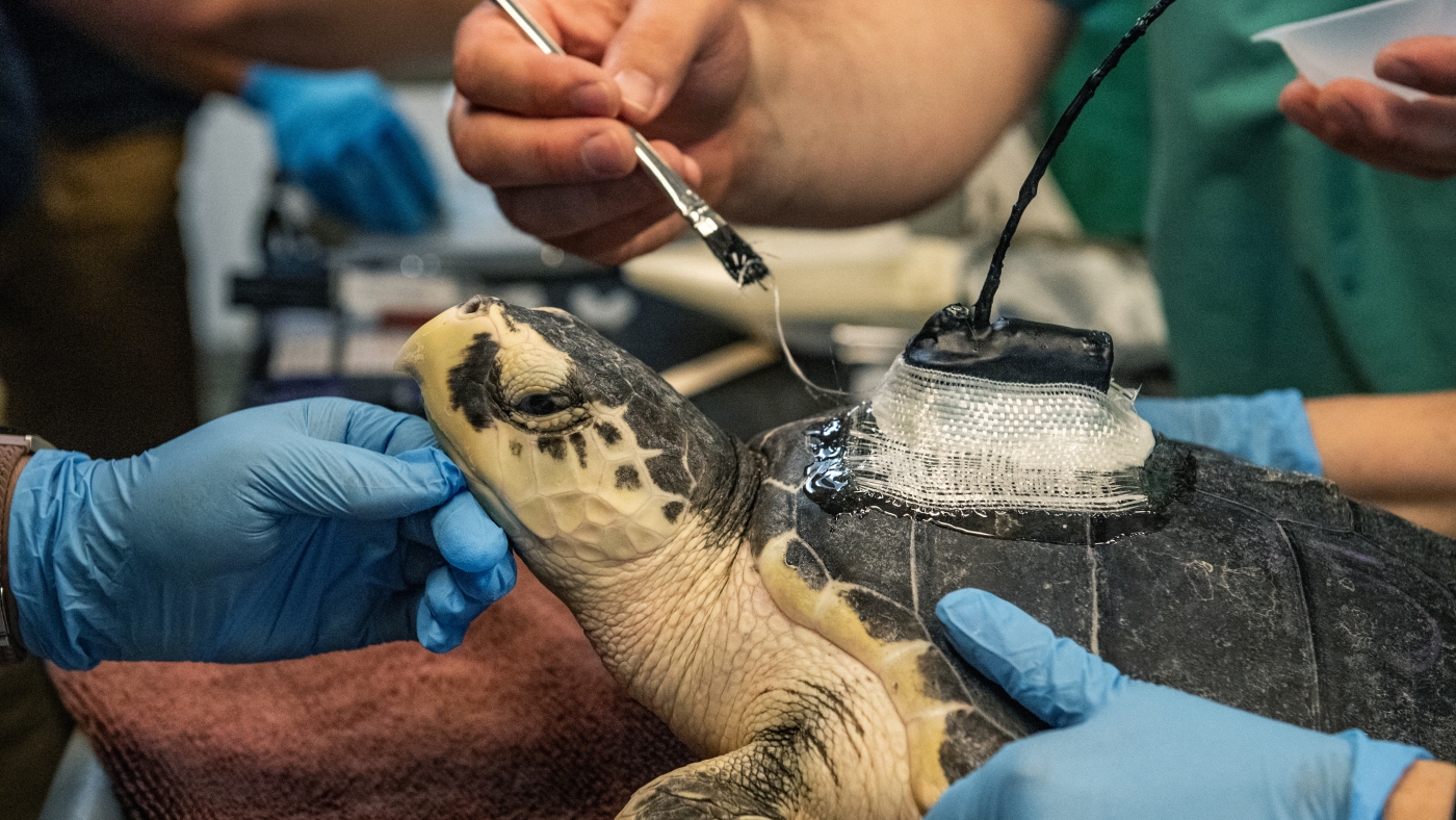 Sea turtles are getting trapped in cold waters. This team gets them back to safety