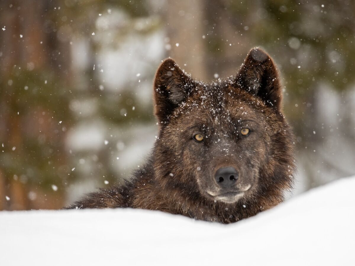 Are Wolves Worth the Cost? The American West’s New Wildlife Dilemma.