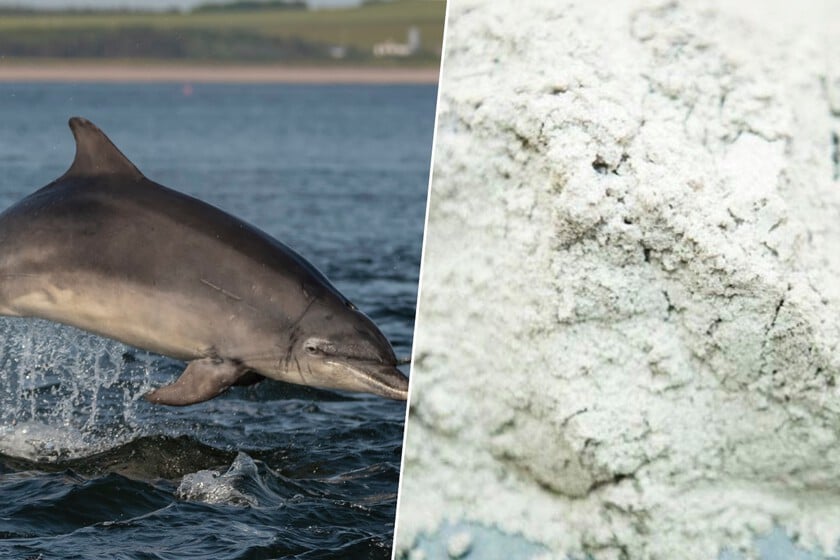 EEUU analizó un grupo de delfines frente al Golfo de México. 30 ejemplares dieron positivo en Fentanilo