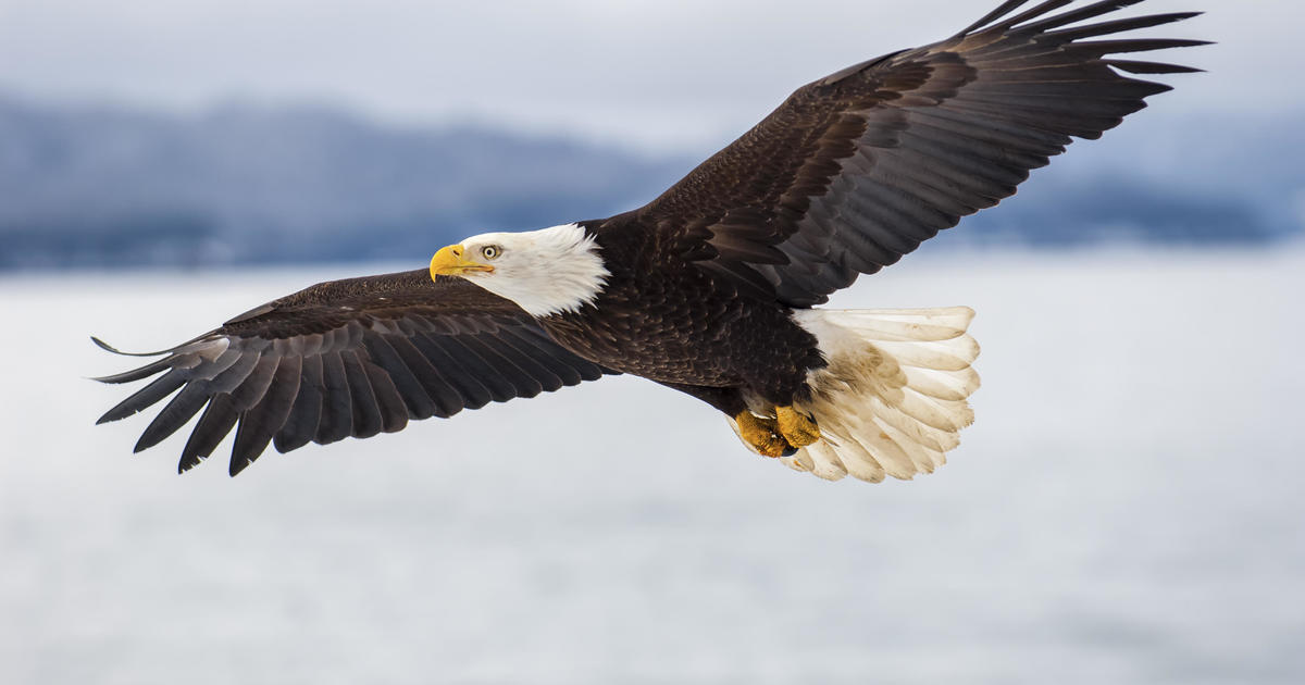 $5,000 reward offered after bald eagle shot and killed in Vermont