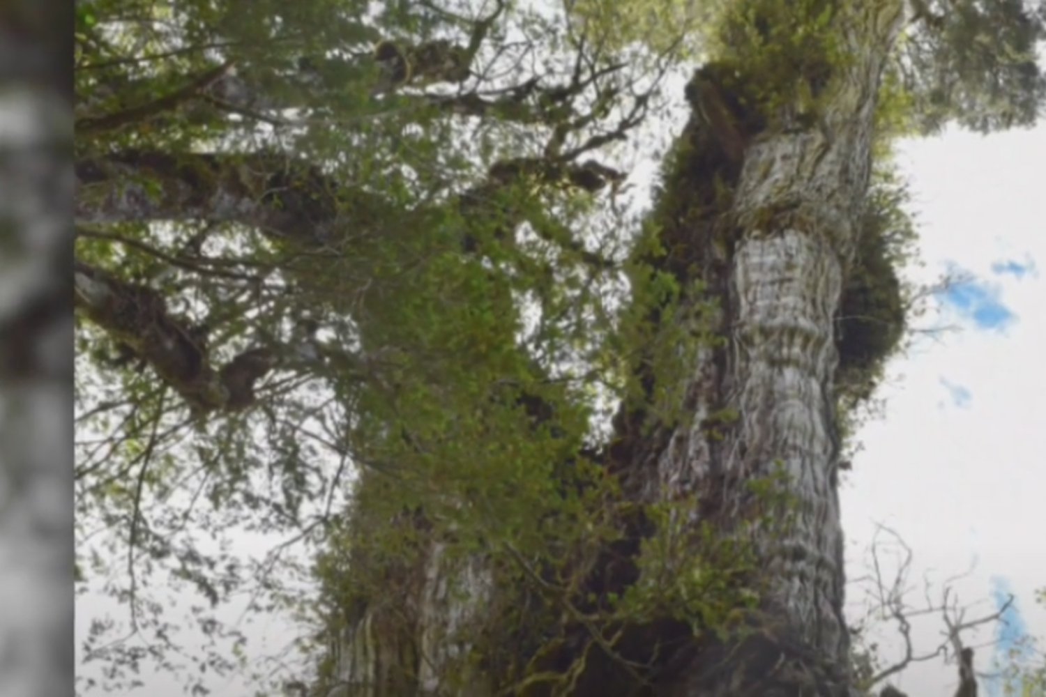 Conoce a El Gran Abuelo: el árbol más antiguo del mundo que se encuentra en América Latina