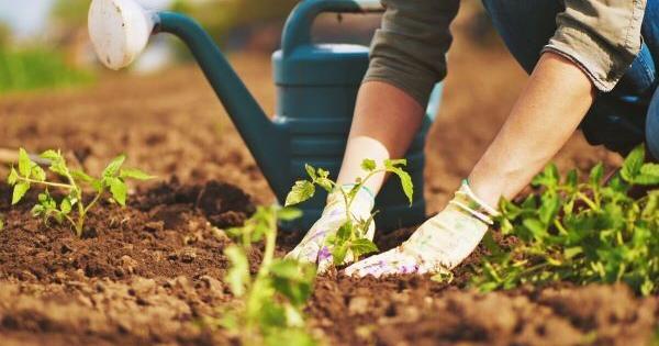 Gardening and Landscape Offered at Eastern Arizona College Payson Campus