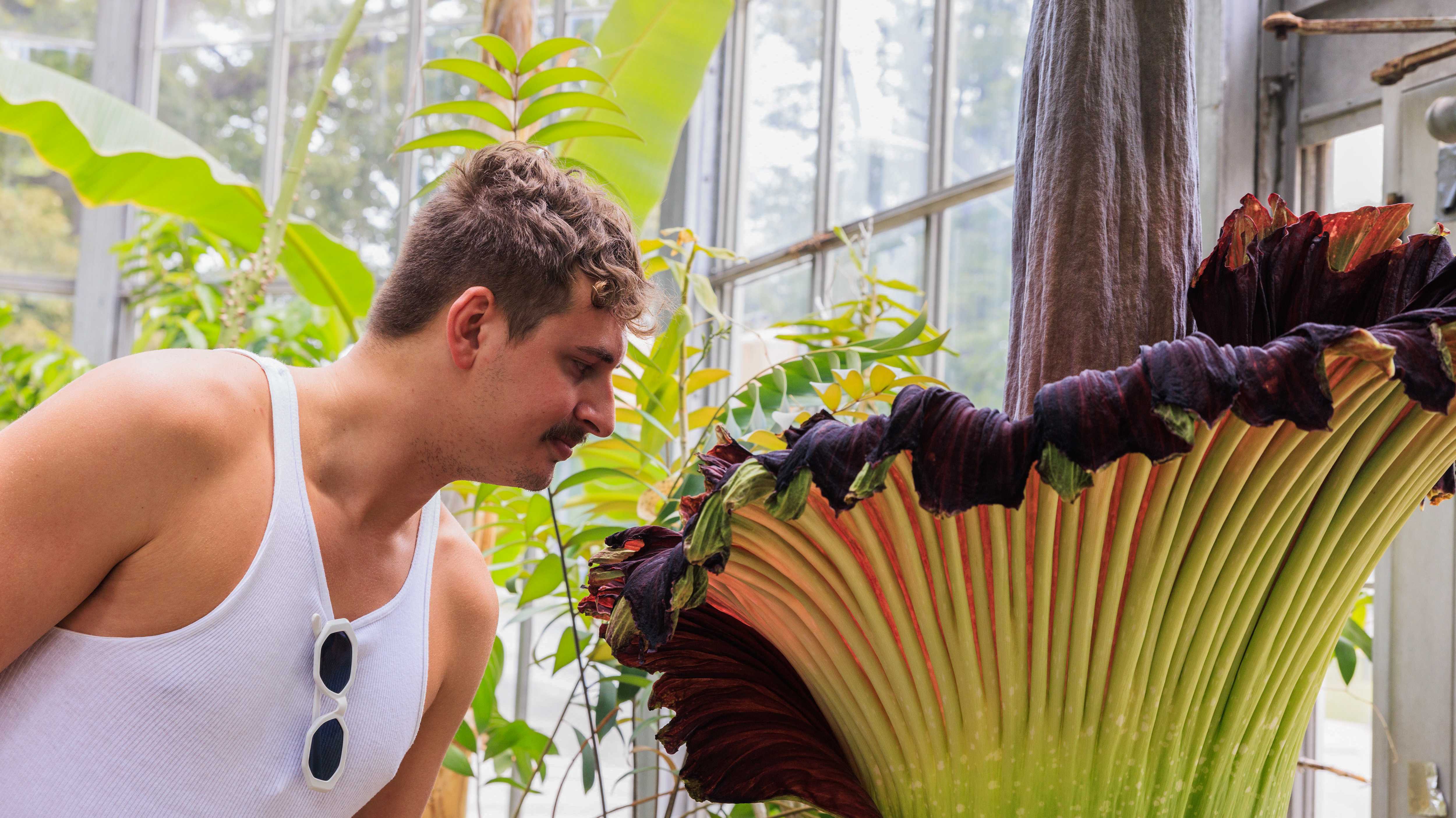 New Study Reveals the Source of the Corpse Flower’s Horrible Stench