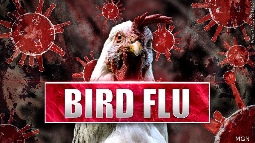 Bird Flu causing uptick in deaths among wild birds statewide, LDWF says