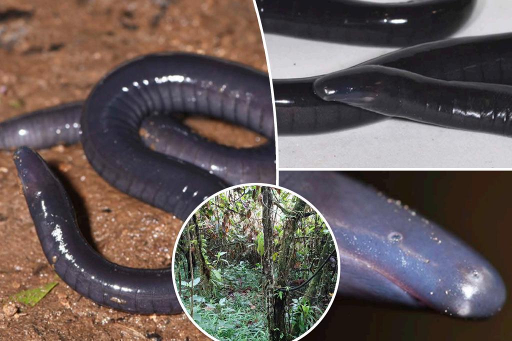 'Very unusual’ worm-like creature discovered in rainforest