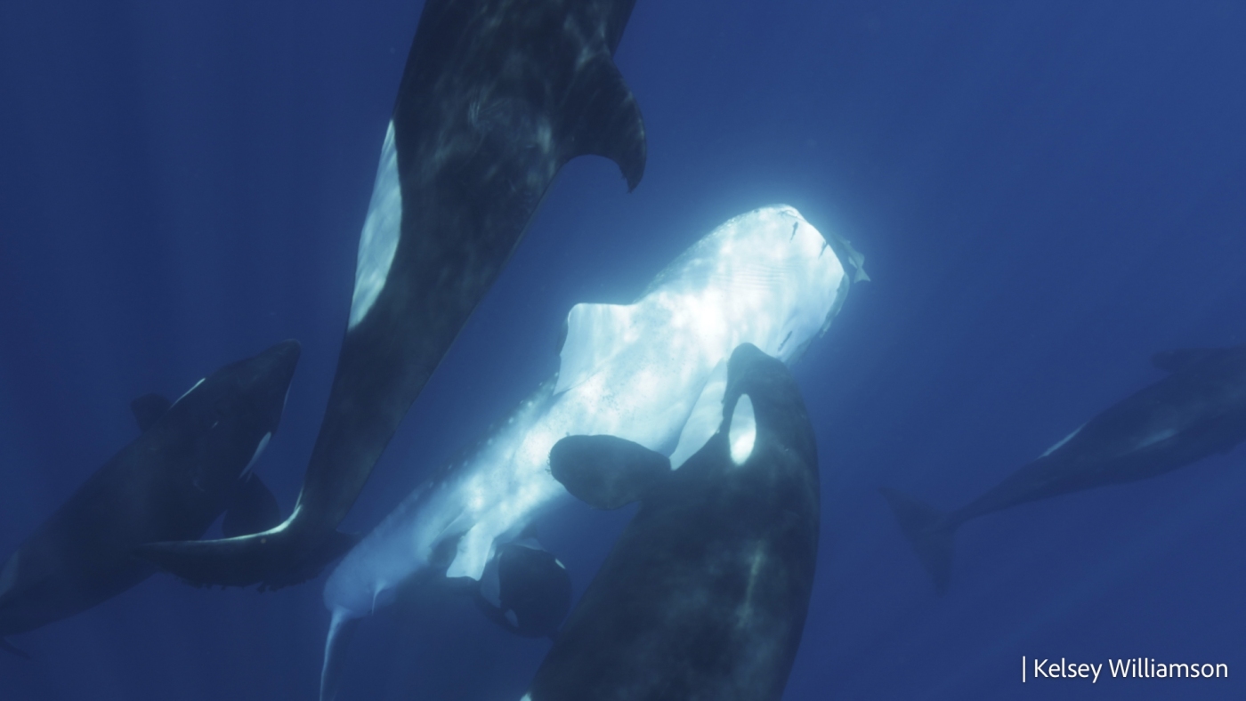 Orcas are hunting whale sharks. Is there anything they can't take down?