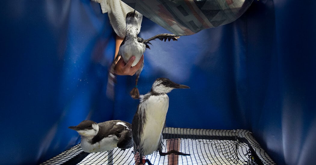 Ocean Heat Killed Half the Common Murres Around Alaska