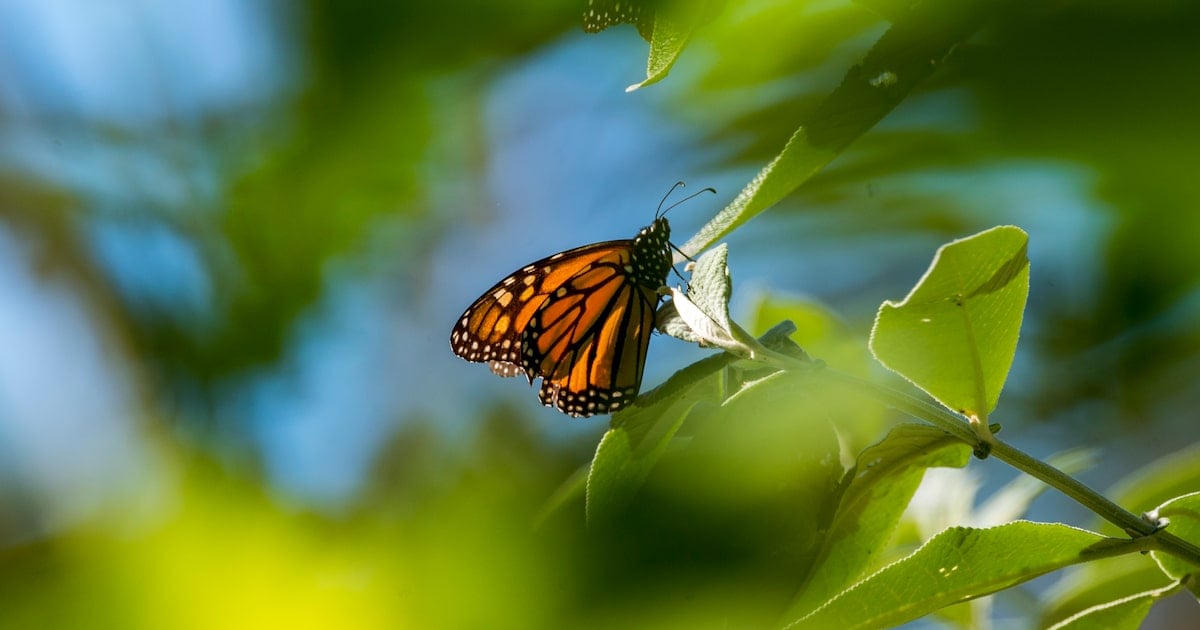 Ag Commissioner Sid Miller blasts plan to protect monarch butterflies as ‘radical’