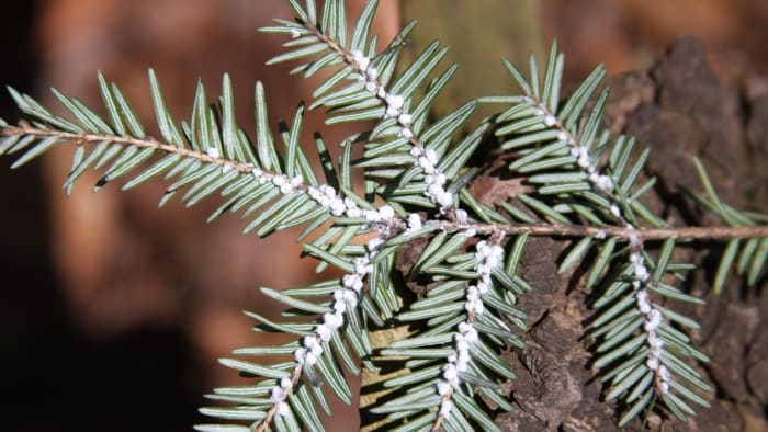 Why winter is the best time to check trees for this invasive pest