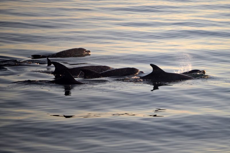 Fentanyl found inside dolphins in Gulf of Mexico