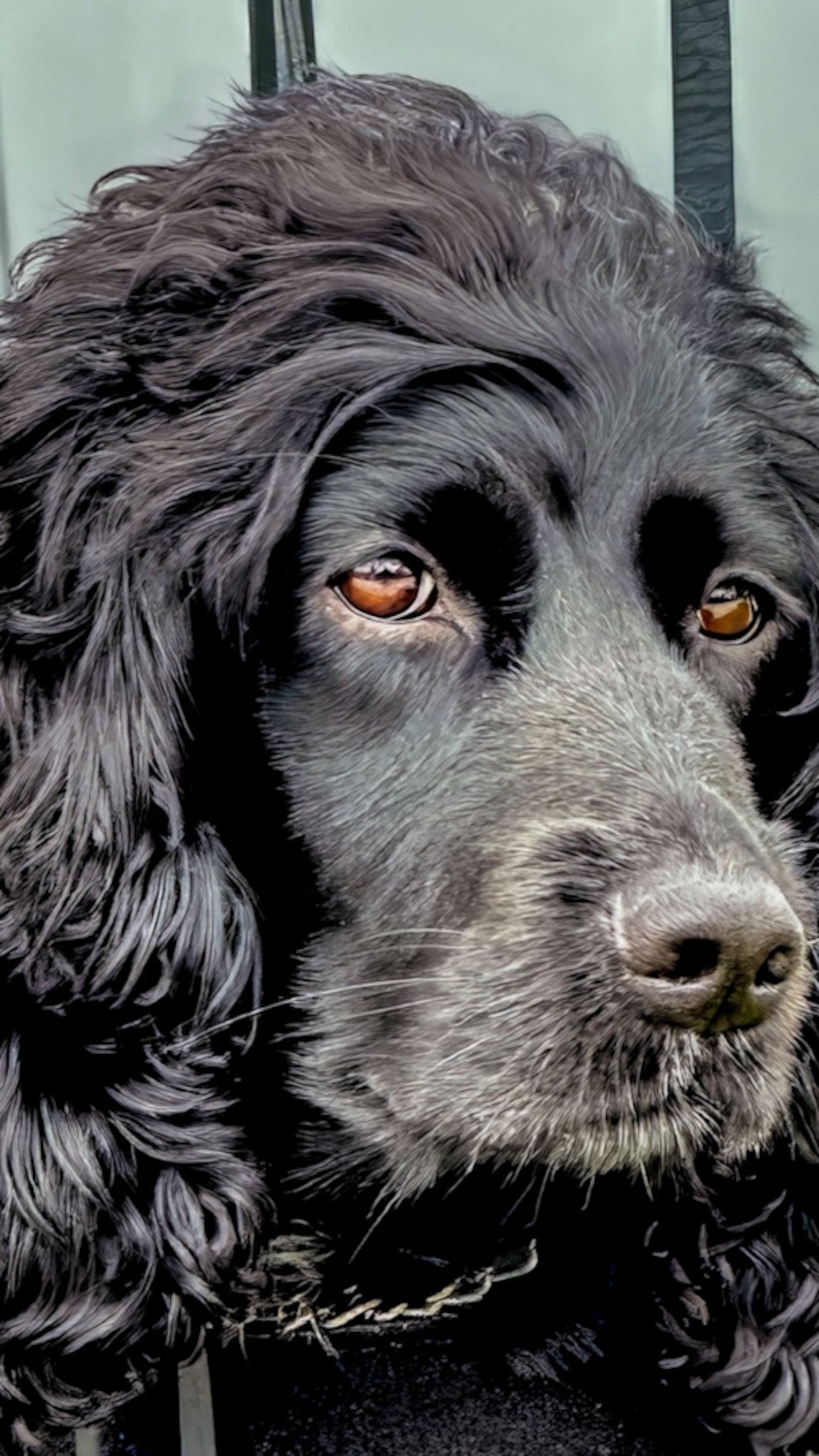 WATCH: Meet the dogs featured in the 2025 TSA 'Canine Calendar’