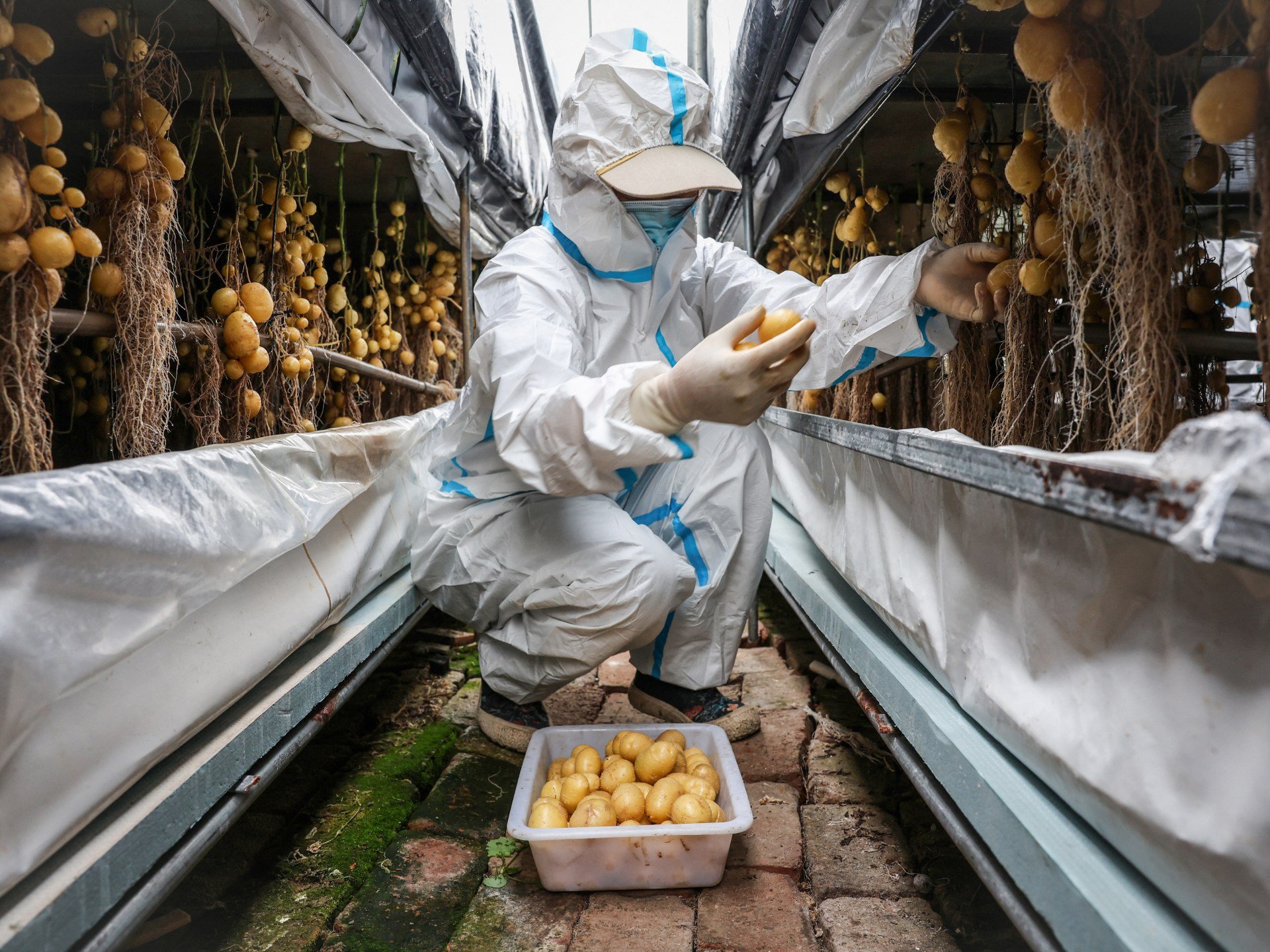 Chinese scientists rush to climate-proof potatoes