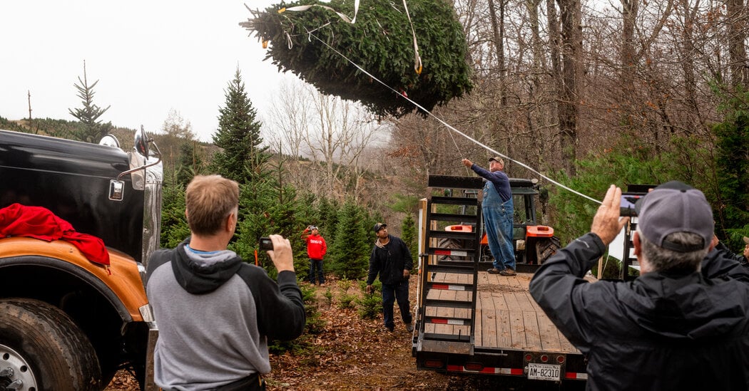 Saving Christmas in North Carolina, One Tree at a Time, After Hurricane Helene