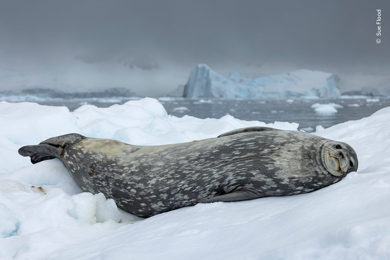 25 enchanting images from the Wildlife Photographer of the Year People’s Choice awards