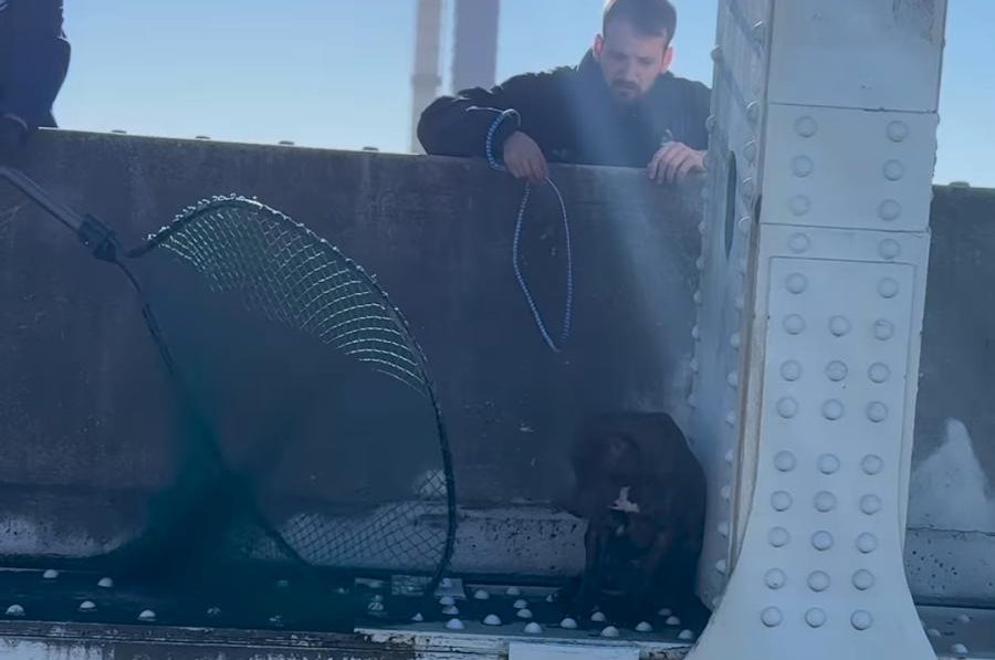 Dog rescued from ledge of highway bridge in Florida