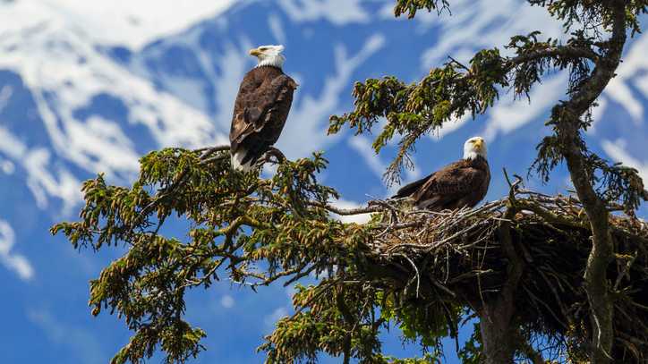 Minnesota Launches New Bald Eagle Livestream After the First Ends in Tragedy