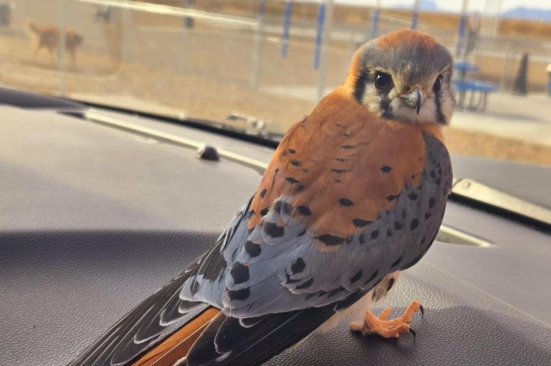 'Injured' falcon gets loose inside officer's patrol car in Arizona