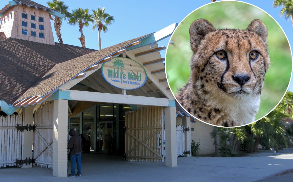 Cheetah, mountain lion among bird flu deaths at Arizona zoo