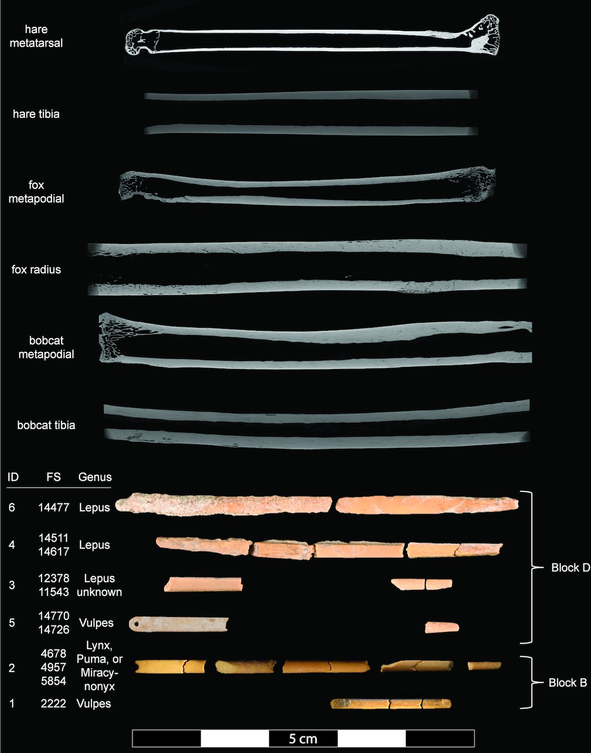 Ice Age Bone Needles Discovered in Wyoming