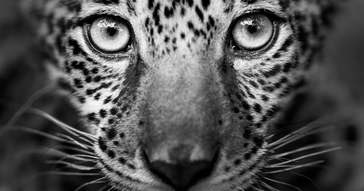 100+ Fine Art Prints From Top Photographers Are Now on Sale To Help Protect the Amazon