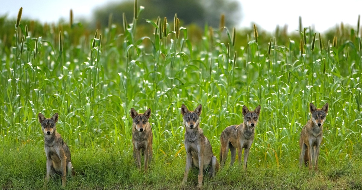 Here Are the 25 Finalists of the 2024 Wildlife Photographer of the Year People’s Choice Award