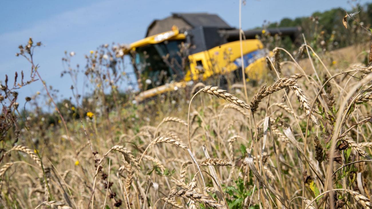 Landwirtschaft: Bayerns Bauern kritisieren Mercosur-Abkommen