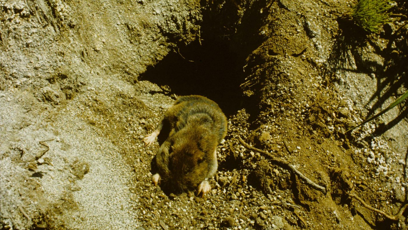 Gophers needed 1 day after Mount St. Helens erupted to bring explosions of new life