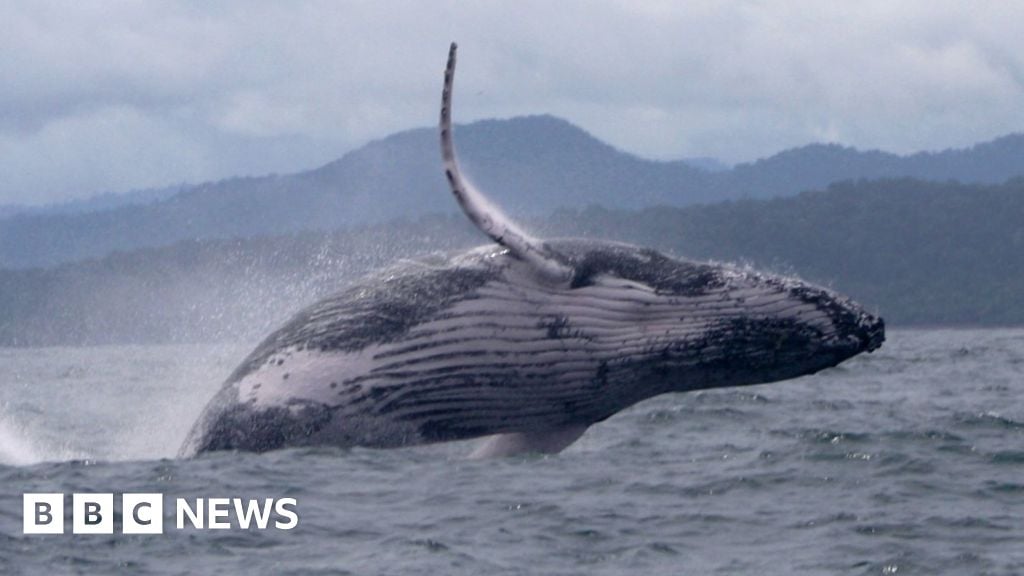 Whale makes epic migration, astonishing scientists