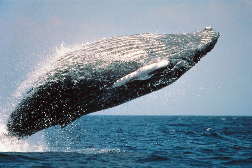 Una ballena batió un récord de distancia recorriendo tres océanos para reproducirse. Es una mala noticia