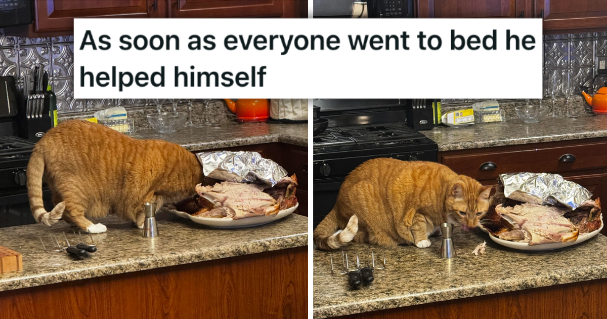 'The secret ingredient is crime': Goofy Ginger Himbo Cat Suspiciously Sneaks Downstairs After His Hoomans Fall Asleep, Gets Hilariously Caught Snacking on Thanksgiving Turkey