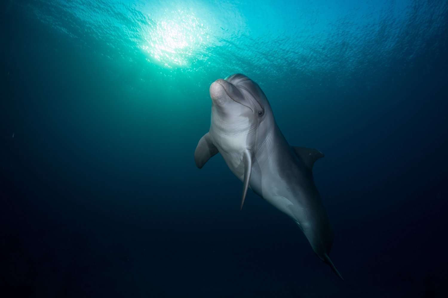 Wild Dolphins Test Positive for Fentanyl, Suggesting Drugs Are Flooding the Ocean