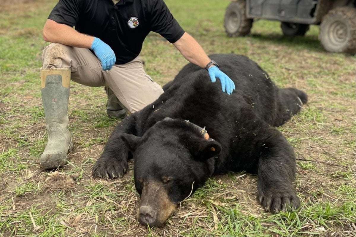 510-pound black bear breaks state record in Mississippi