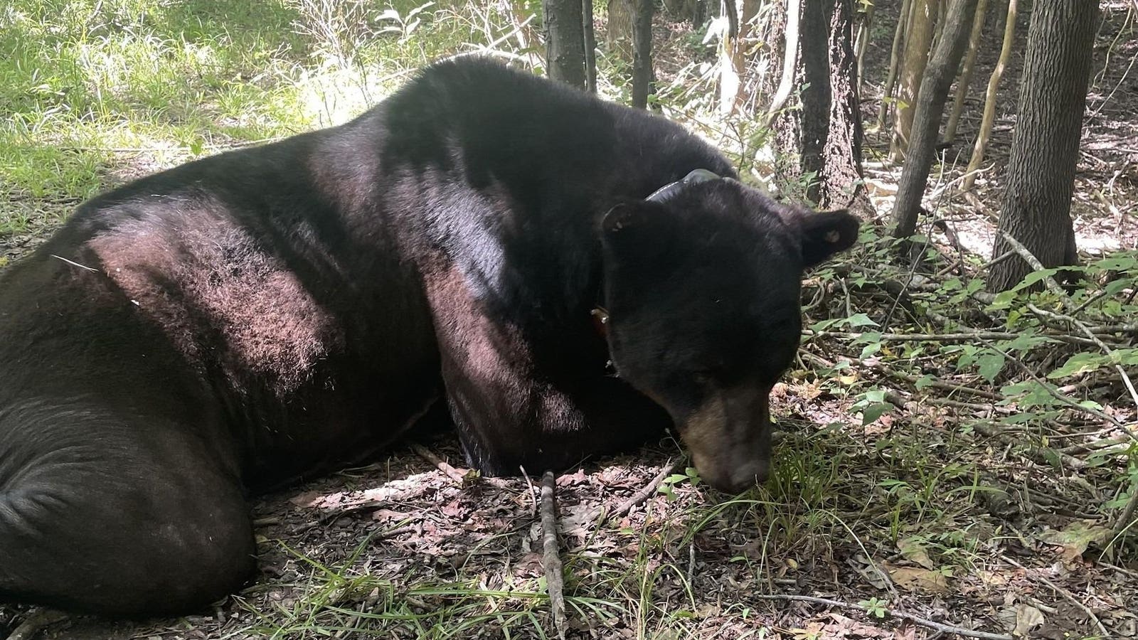 ‘Massive’ Black Bear Thrills Researchers In Mississippi