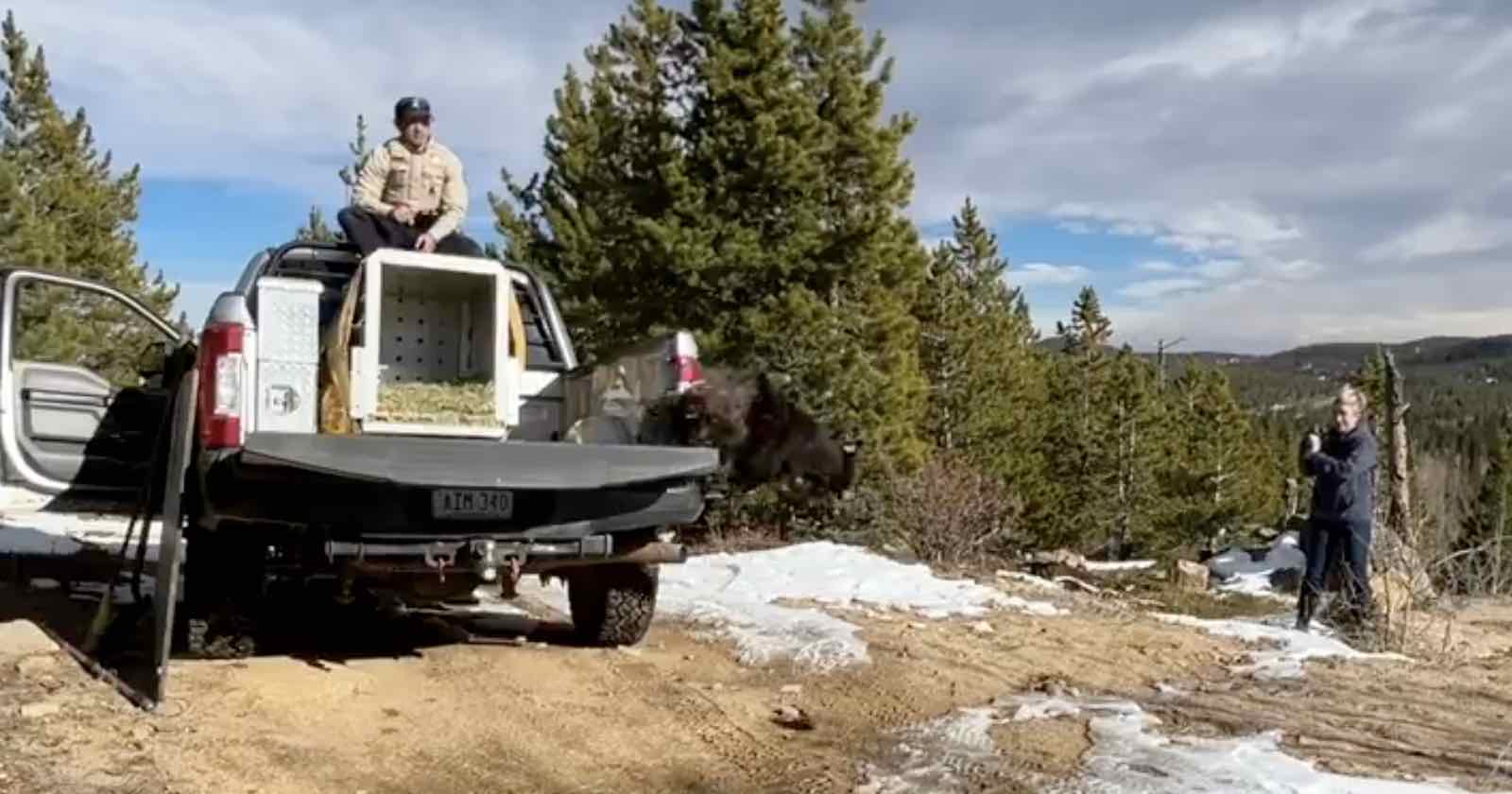 Released Bear Cub Charges Straight Toward Photographer