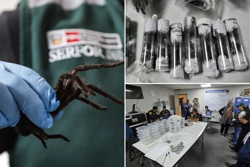 Bug smuggler found with over 300 tarantulas strapped to body