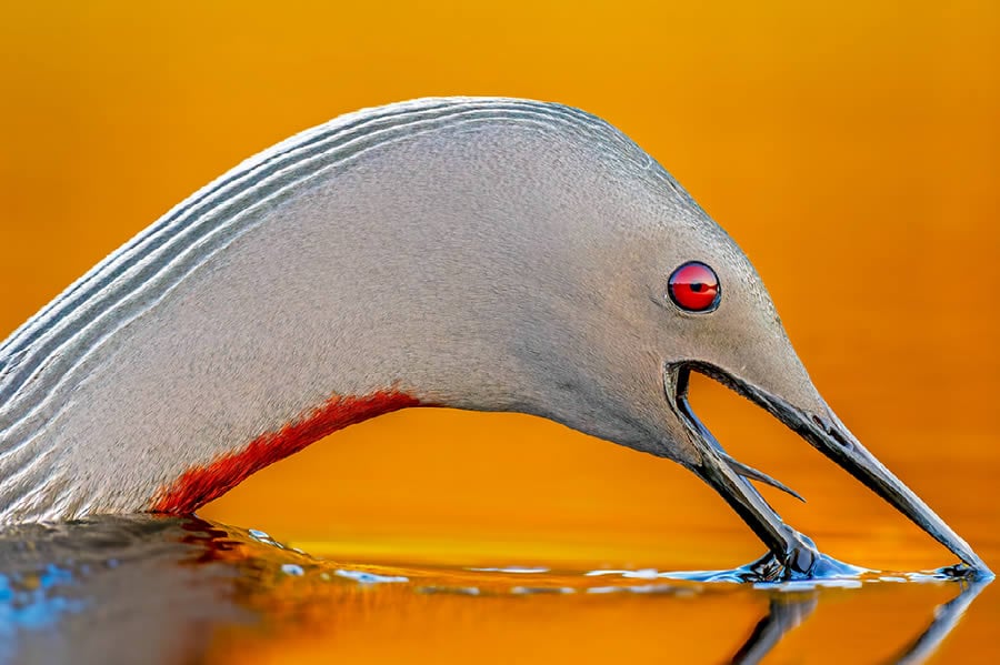 Spectacular Bird-Winners From The 2024 Nature’s Best Photography Awards