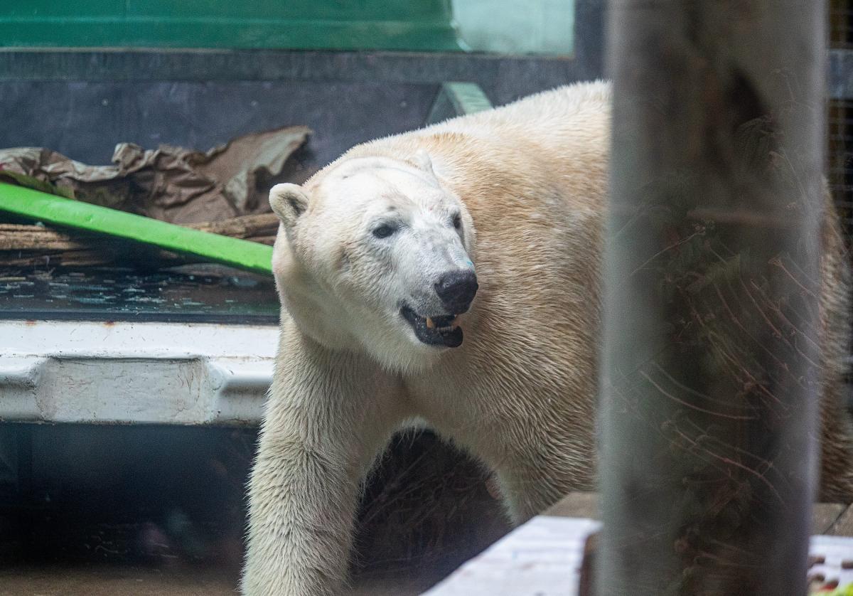 Man severely injured in polar bear attack while defending wife in Ontario