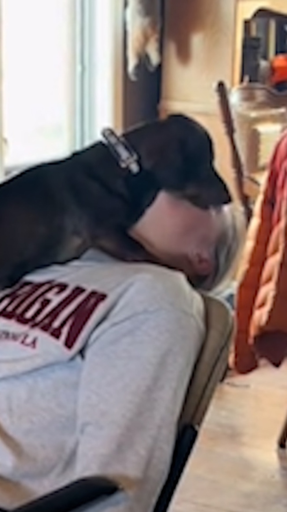 WATCH: Family dog gives college student special welcome home