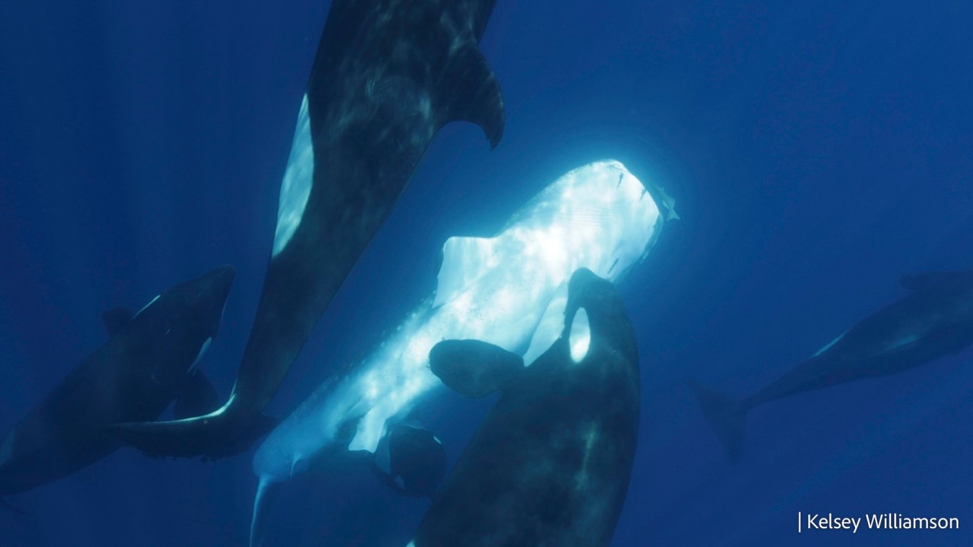 Orcas are hunting whale sharks. Is there anything they can't take down?