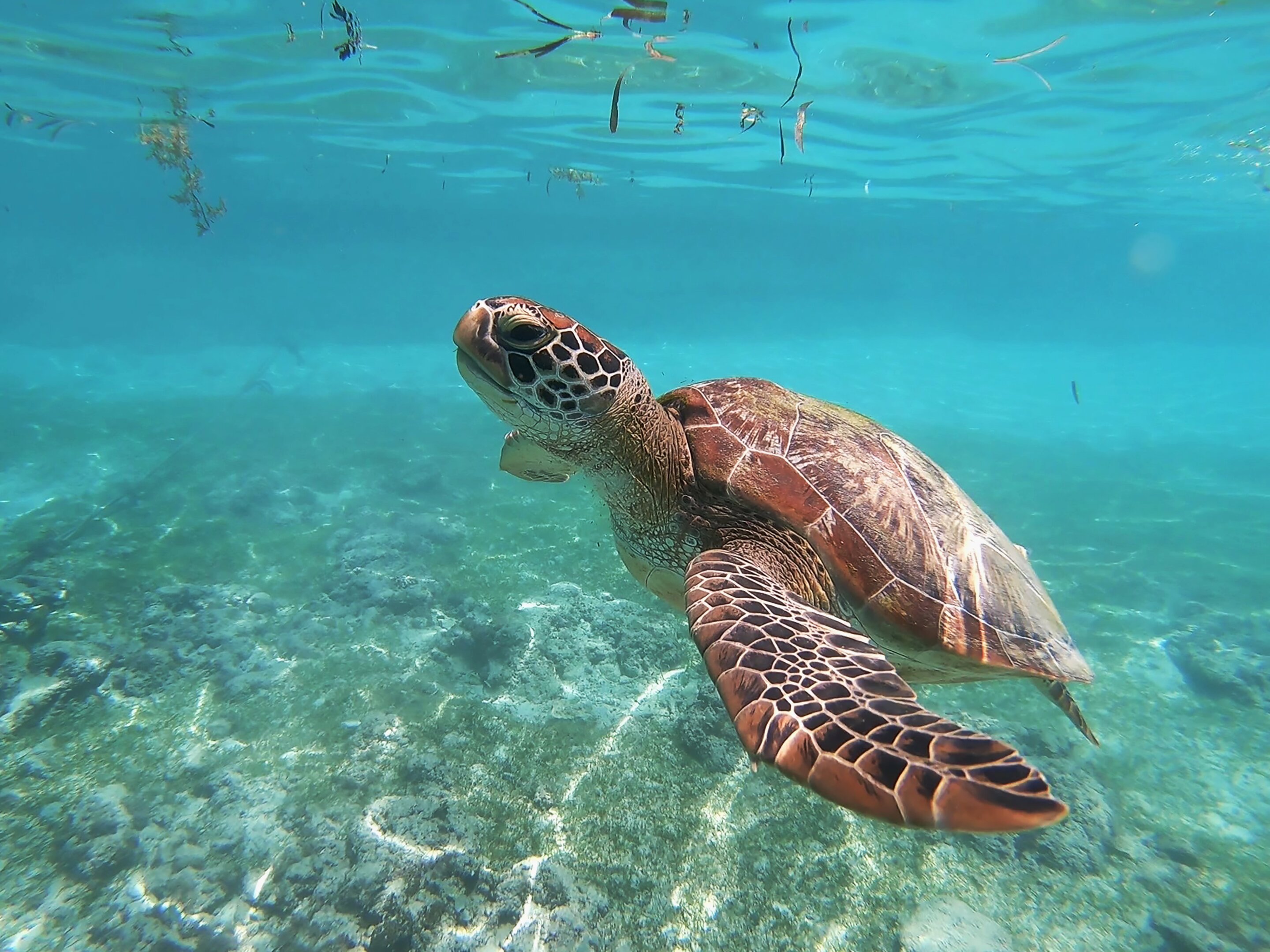 Montserrat's wandering turtles highlight need for conservation without borders