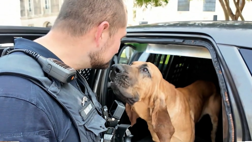 WATCH: Bo the bloodhound wins 'Hero Dog' award for helping police