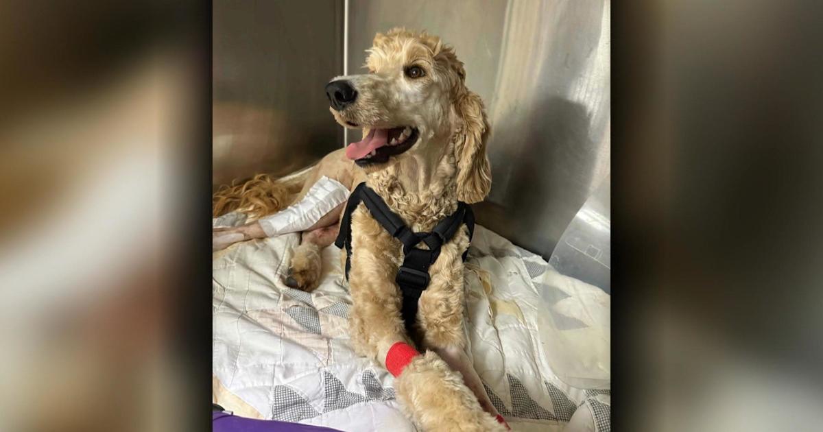 Arkansas couple uses wedding fund to save dog's life