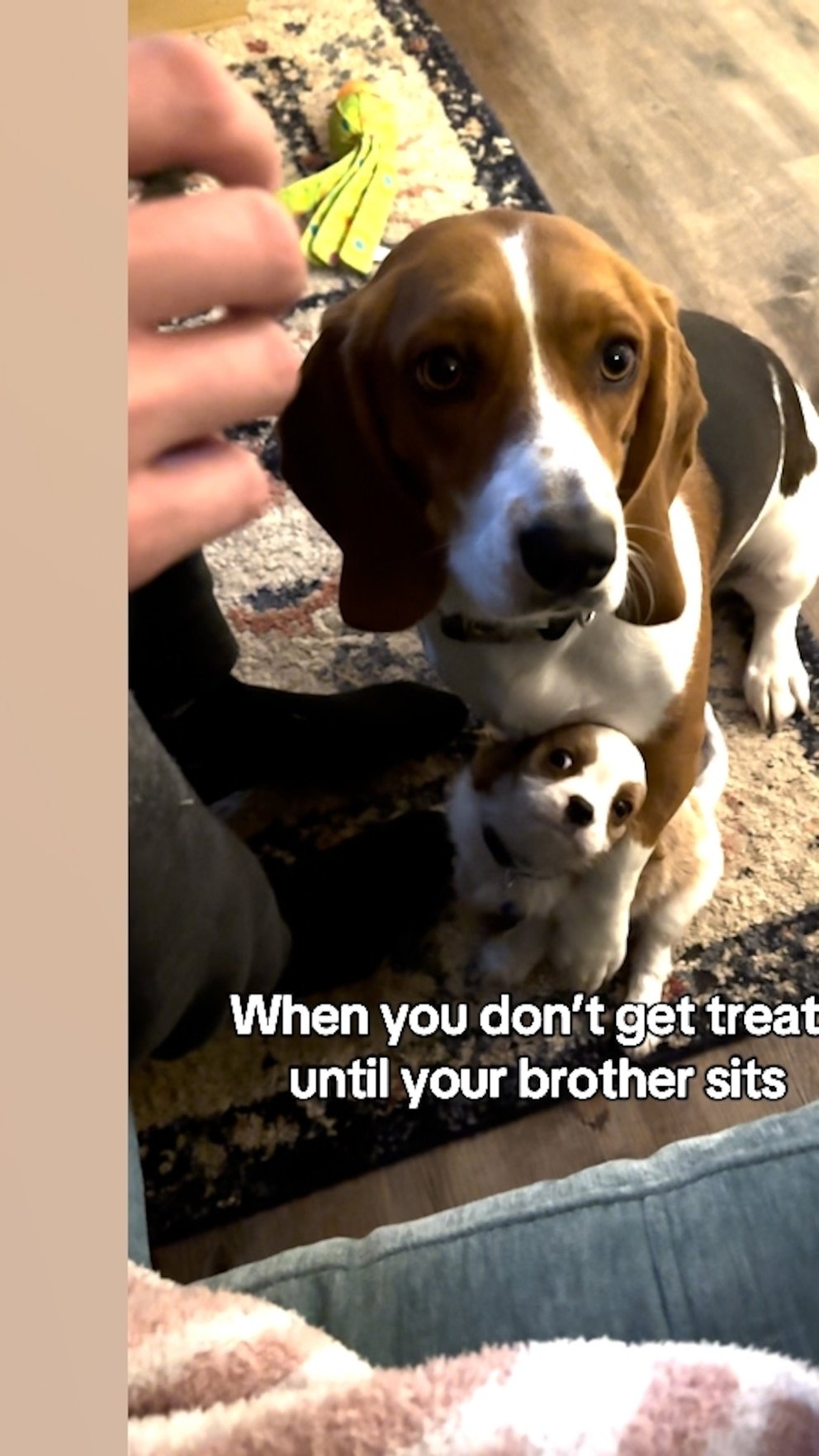 WATCH: Dog gets puppy sibling to sit for a treat