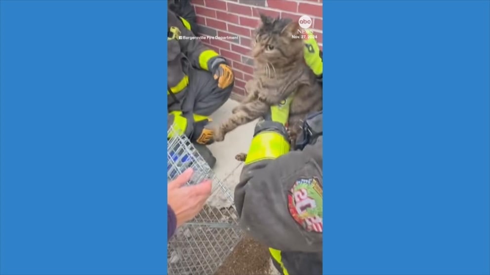 WATCH: Firefighters rescue cat trapped between patio, home foundation