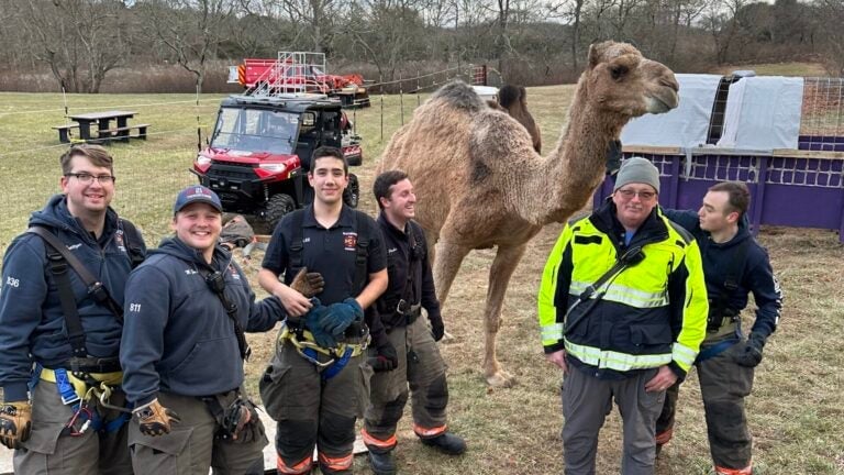 Firefighters in R.I. called to help camel stand up