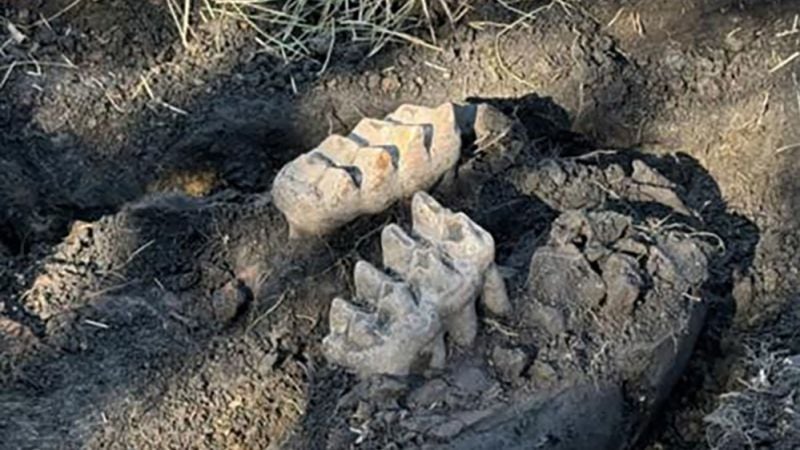 New York homeowner’s yardwork reveals mastodon jaw