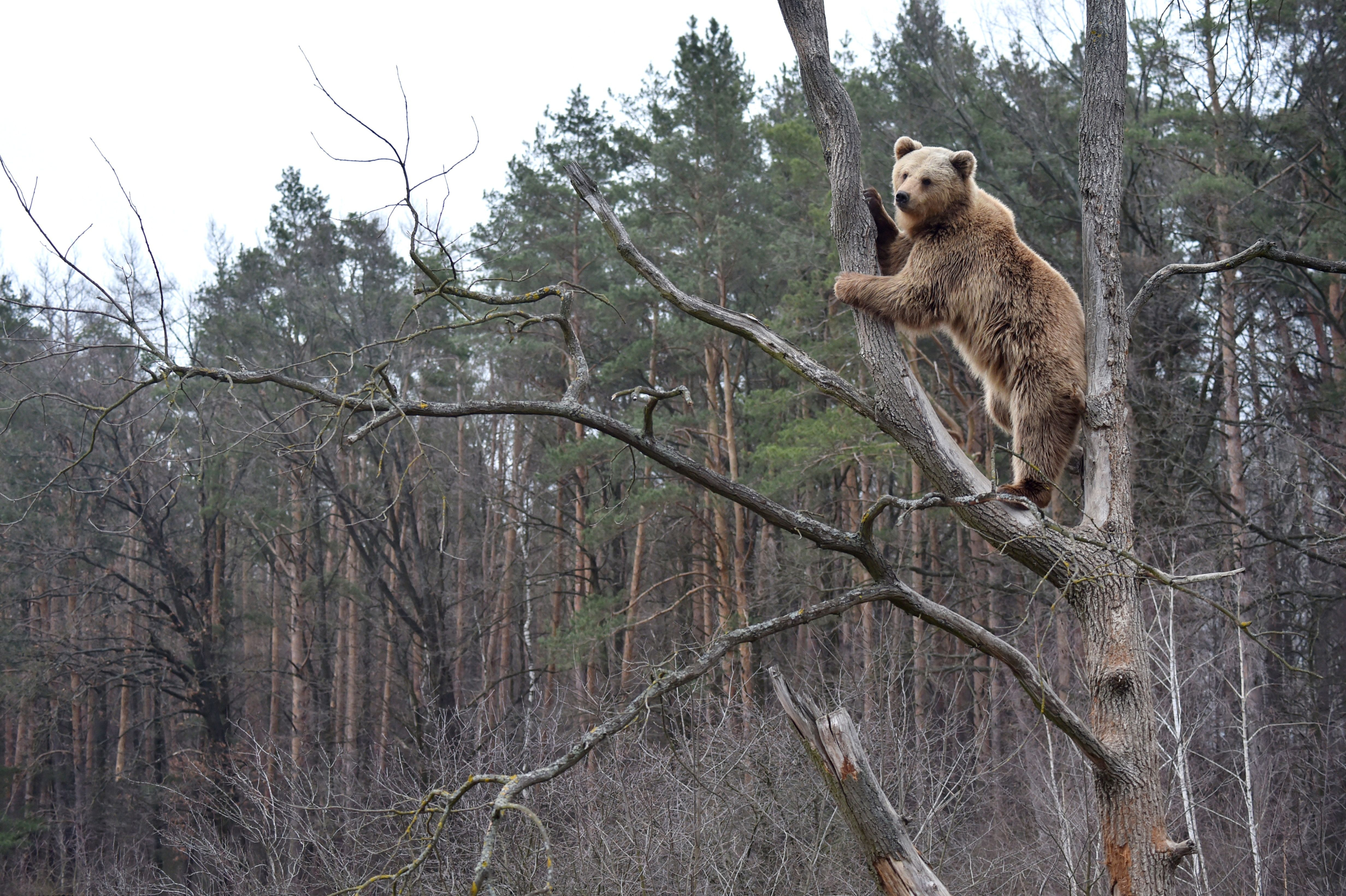 Hunter killed when bear falls out of tree...