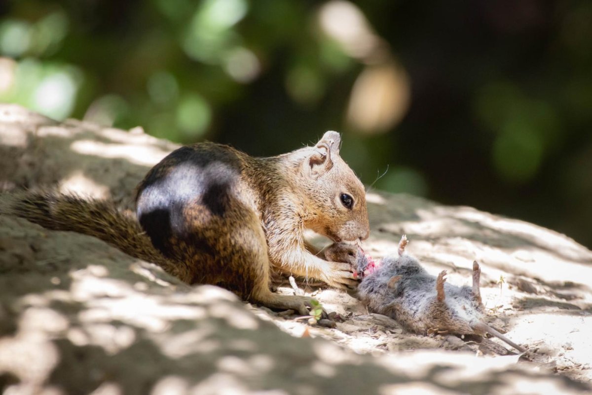 'Shocking' report casts light on meat-eating habits of predatory California ground squirrels