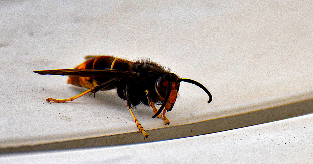 'Murder hornet' eradicated from the U.S., officials announce