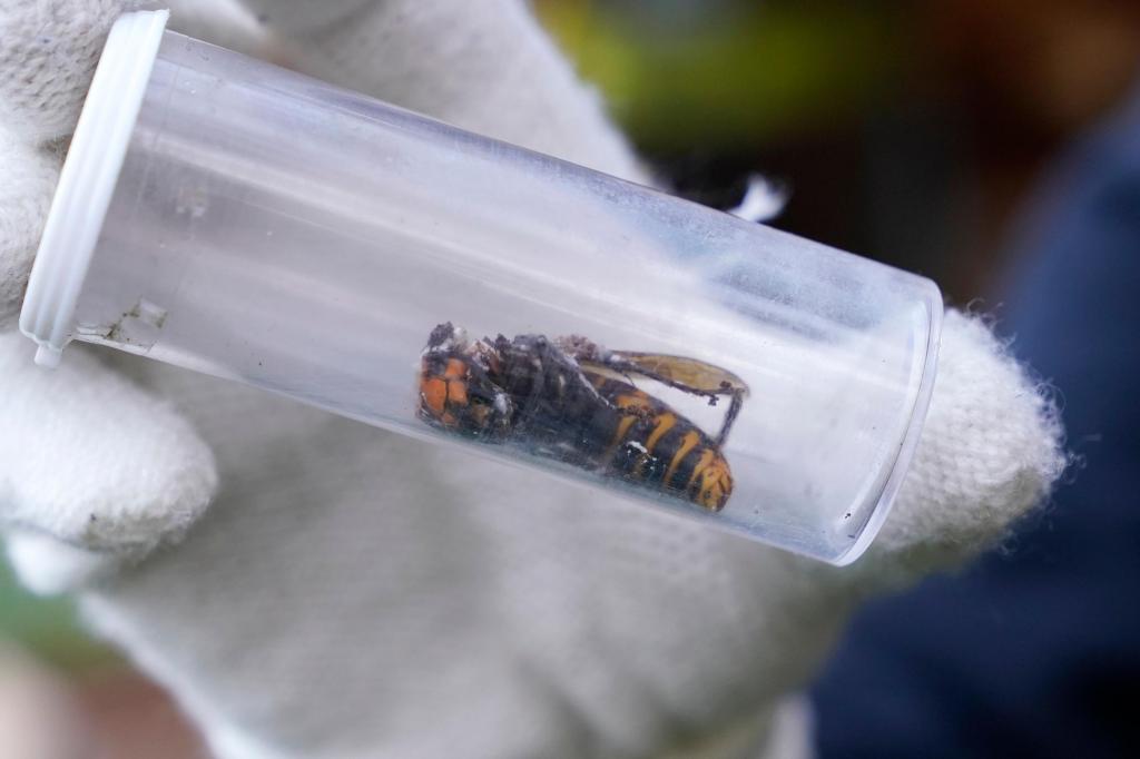 Invasive ‘murder hornets’ wiped out in the US